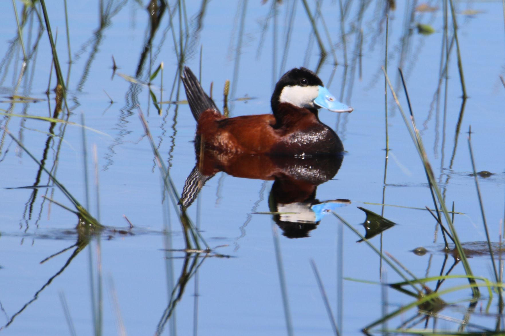 Ruddy Duck